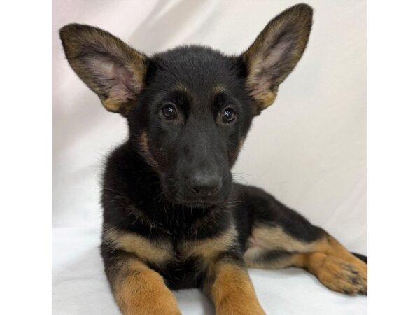 German Shepherd Dog – 5815