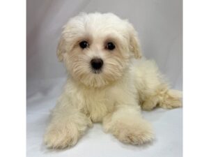 Maltese puppy available now