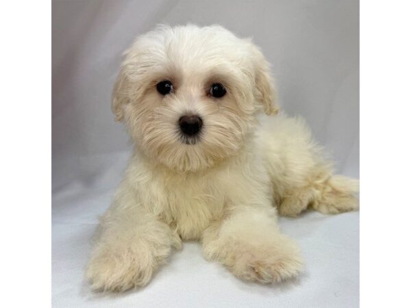 Maltese – 5814