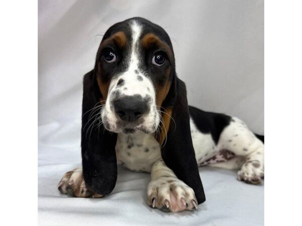 Basset Hound – 5813