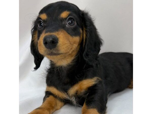 Dachshund – 5812