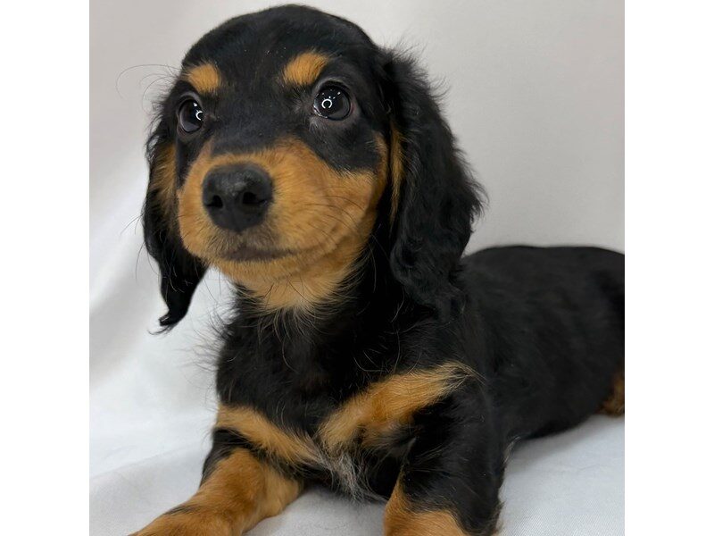 Dachshund in Loveland, OH
