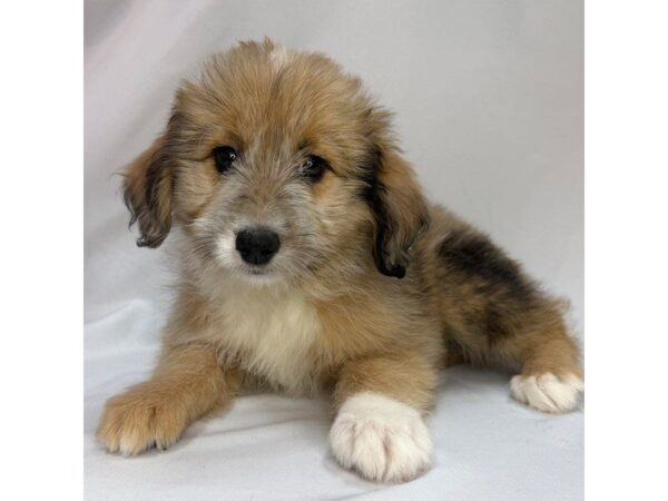 Aussiedoodle – 5811