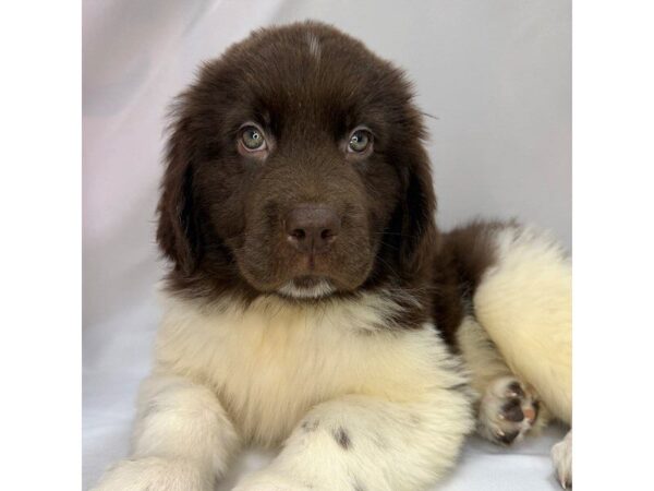 Newfoundland – 5810