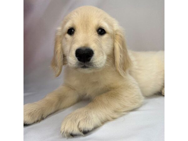 Golden Retriever – 5809