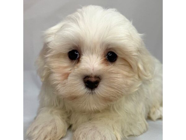 Maltese – 5807
