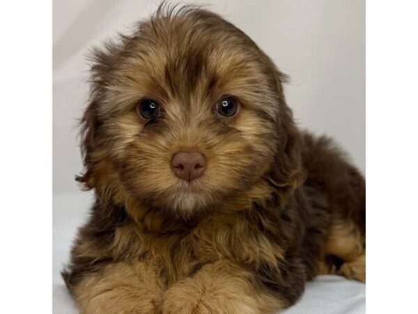 Yorkiepoo – 5806