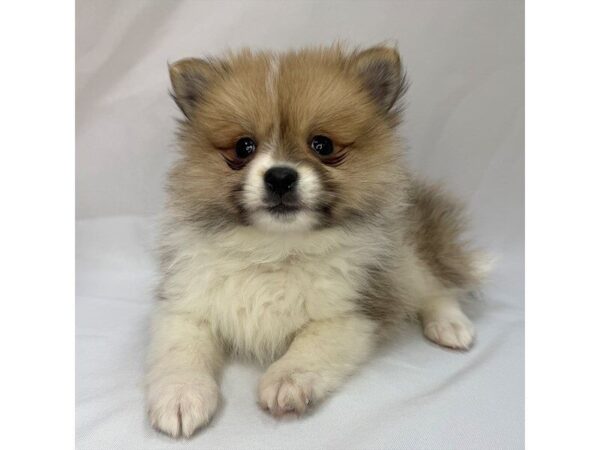 Pomeranian – 5805
