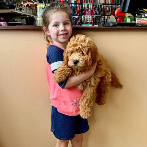 A child holding a curly-coated puppy at Petland Eastgate